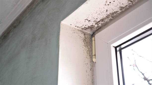 Best HVAC Mold Remediation in Carrollton, KY