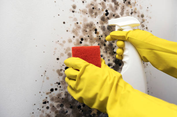 Best Basement Mold Remediation in Carrollton, KY